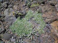 Maihuenia_poeppigii_SAR_6631.JPG