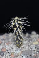 Maihueniopsis hickenii SAR 2242.jpg