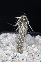 Maihueniopsis hickenii SAR 2501.jpg