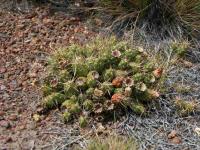 Maiops_darwinii_SAR_4062_Caleta_Olivia.JPG