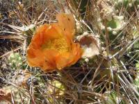 Maiops_darwinii_SAR_4121_Tellier.JPG