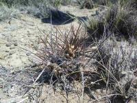 Maiops_hickenii_SAR_6123_P_Madryn.JPG