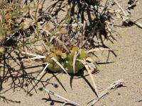 Maiops_platyacantha_SAR_3262_S_Zapala.JPG