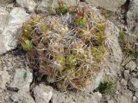 Maiops_platyacantha_SAR_3653_Buta_Ranquil.JPG