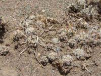 P_australis_SAR_4271_Rio_Blanco.JPG