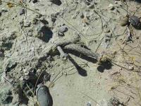 P_tuberosus_SAR_6053_Las_Grutas.JPG