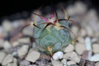 Echinocactus  horizonthalonius SNL 94.jpg