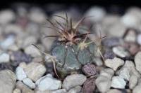 Echinocactus  horizonthalonius VCA 142.jpg