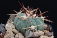 Echinocactus  horizonthalonius RK 43.2.jpg