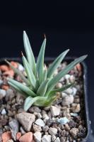 Agave albopilosa KS 1155.jpg