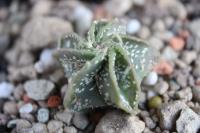Astrophytum capricorne v. senile KS 1016.jpg