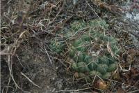 Coryphantha elephantidens ssp. greenwoodii KS 826-4.jpg