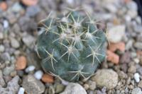 Coryphantha elephantidens ssp.greenwoodii KS 826.jpg
