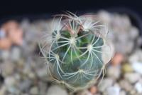 Coryphantha recurvata ssp. canatlanensis KS 1048.jpg