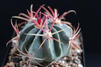 Ferocactus latispinus KS 025.jpg