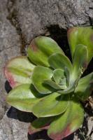 KS-1163-echeveria montana.jpg