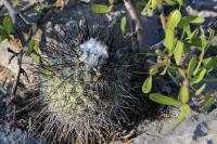 KS-1212- Gymnocactus viereckii mayor.jpg