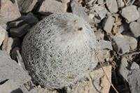 KS-1224- epithelantha gregii.jpg