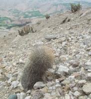 Arequipa-hempeliana-RMSD264.jpg