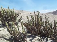 Armatocereus-matucanensis-RMSD265.jpg