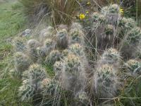 Austrocylindropuntia-floccosa-RMSD280.jpg