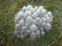 Austrocylindropuntia-floccosa-RMSD301.jpg