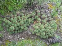 Austrocylindropuntia-floccosa-RMSD314.jpg