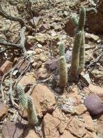 Austrocylindropuntia-shaferi-RMSD235.jpg