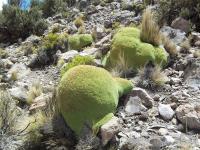 Azorella-compacta-RMSD257.jpg