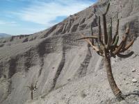 Browningia-candelaris-RMSD262.jpg