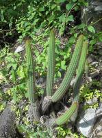 Cleistocactus-aff.-pungens-RMSD283.jpg