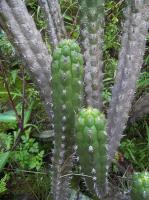 Cleistocactus-fieldianus-RMSD299.jpg