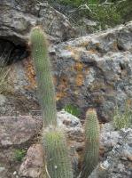 Cleistocactus-hyalacanthus-RMSD243.jpg