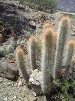 Cleistocactus-tupizensis-RMSD229.jpg