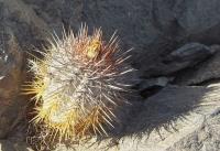 Copiapoa-aff.-calderana-RMSD185.jpg