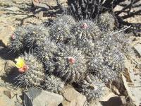 Copiapoa-aff.-fiedleriana-RMSD178.jpg