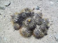 Copiapoa-ahremephiana-RMSD200.jpg