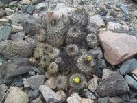 Copiapoa-ahremephiana-RMSD201.jpg