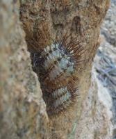 Copiapoa-atacamensis-RMSD202.jpg