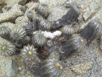 Copiapoa-calderana-RMSD212.jpg