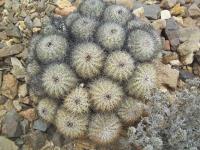 Copiapoa-cinerascens-RMSD188.jpg