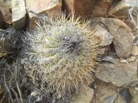 Copiapoa-cinerascens-v.-intermedia-RMSD186.jpg