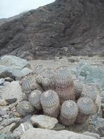 Copiapoa-cinerea-RMSD208.jpg