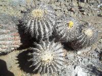 Copiapoa-cinerea-v.-albispina-RMSD195.jpg