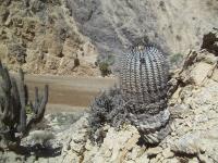 Copiapoa-columna-alba-RMSD189.jpg