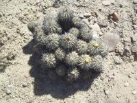 Copiapoa-coquimbana-RMSD173.jpg