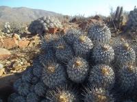 Copiapoa-dealbata-RMSD179.jpg