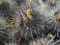 Copiapoa-dealbata-RMSD182.jpg