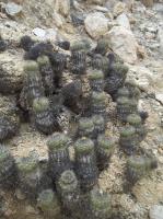 Copiapoa-decorticans-RMSD204.jpg