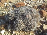 Copiapoa-echinata-RMSD180.jpg